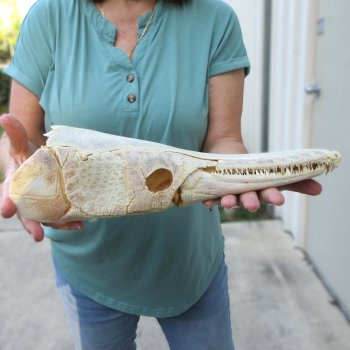 15" Louisiana Alligator Gar Skull 