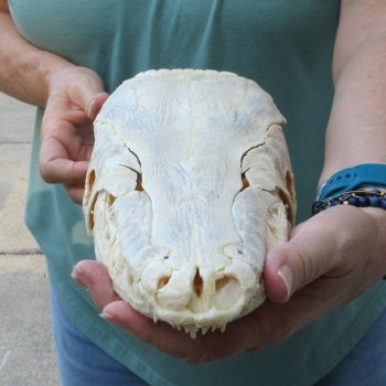 15" Louisiana Alligator Gar Skull 