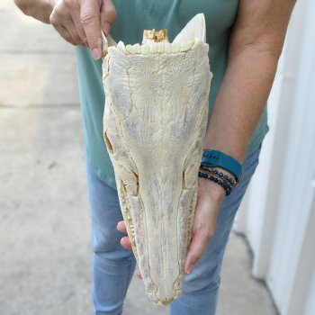 15" Louisiana Alligator Gar Skull 