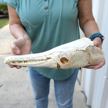 15" Louisiana Alligator Gar Skull 