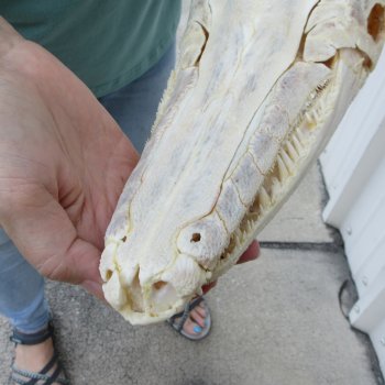 15" Louisiana Alligator Gar Skull 