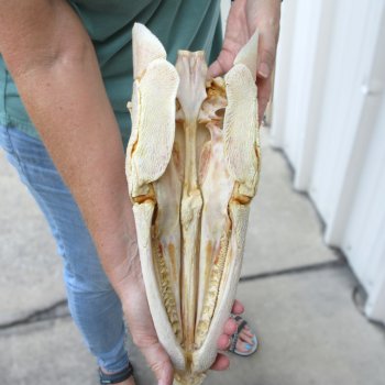15" Louisiana Alligator Gar Skull 