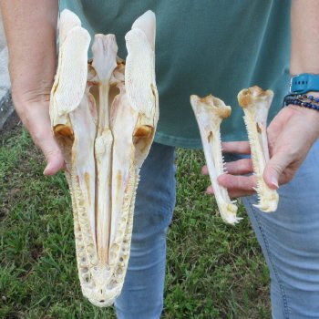 15" Louisiana Alligator Gar Skull 