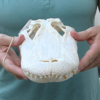  Real 12 inch A-Grade Florida Alligator Skull