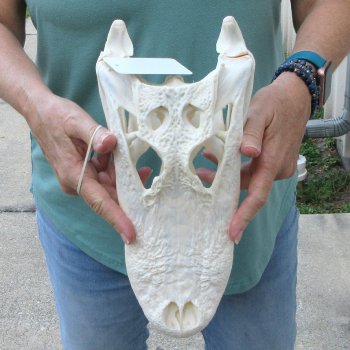  Real 12 inch A-Grade Florida Alligator Skull