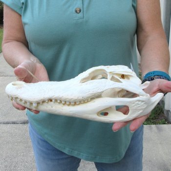  Real 12 inch A-Grade Florida Alligator Skull
