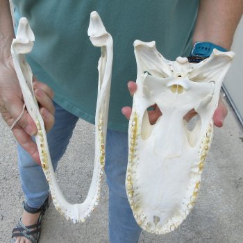  Real 12 inch A-Grade Florida Alligator Skull