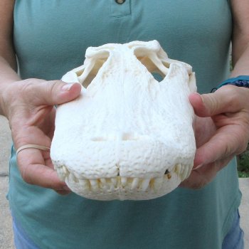  Real 13-1/4 inch Florida Alligator Skull