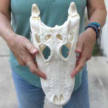  Real 13-1/4 inch Florida Alligator Skull