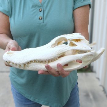  Real 13-1/4 inch Florida Alligator Skull