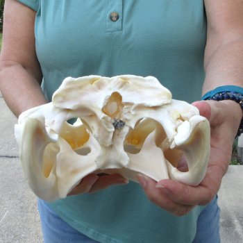  Real 13-1/4 inch Florida Alligator Skull