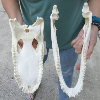  Real 13-1/4 inch Florida Alligator Skull