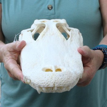  Real 14 inch Florida Alligator Skull