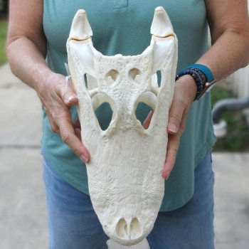  Real 14 inch Florida Alligator Skull