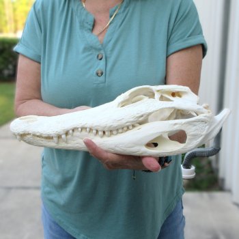  Real 14 inch Florida Alligator Skull