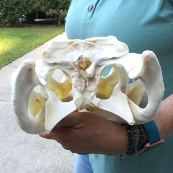  Real 14 inch Florida Alligator Skull