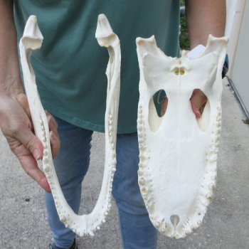  Real 14 inch Florida Alligator Skull