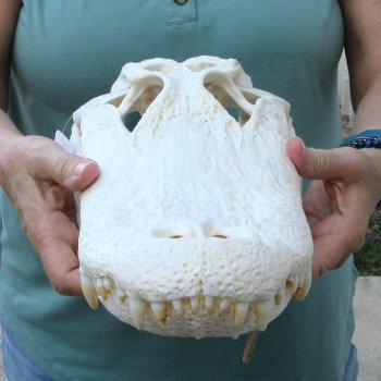  Real 16 inch A-Grade Florida Alligator Skull