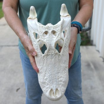  Real 16 inch A-Grade Florida Alligator Skull