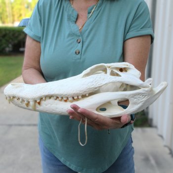  Real 16 inch A-Grade Florida Alligator Skull