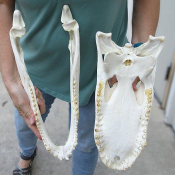  Real 16 inch A-Grade Florida Alligator Skull