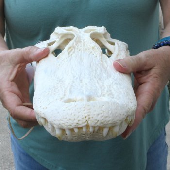  Real 15 inch Florida Alligator Skull