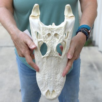  Real 15 inch Florida Alligator Skull