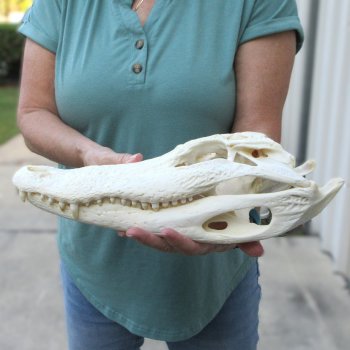  Real 15 inch Florida Alligator Skull