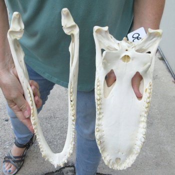  Real 15 inch Florida Alligator Skull