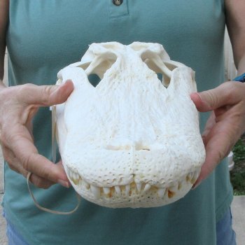  Real 15 inch A-Grade Florida Alligator Skull