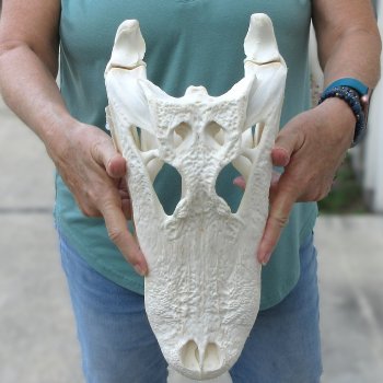  Real 15 inch A-Grade Florida Alligator Skull