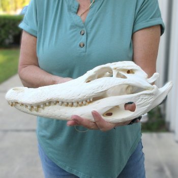  Real 15 inch A-Grade Florida Alligator Skull
