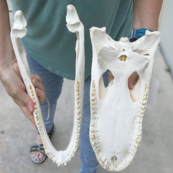  Real 15 inch A-Grade Florida Alligator Skull