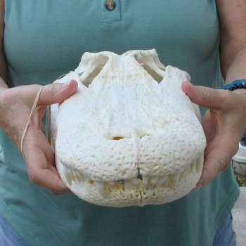  Real 17 inch Florida Alligator Skull