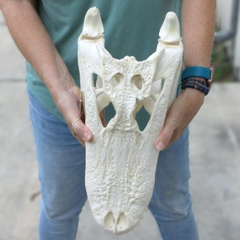  Real 17 inch Florida Alligator Skull