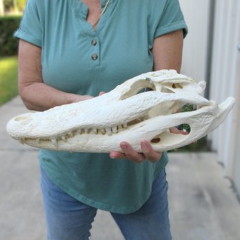  Real 17 inch Florida Alligator Skull