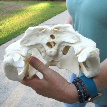  Real 17 inch Florida Alligator Skull