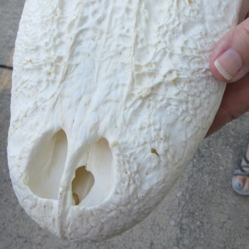  Real 17 inch Florida Alligator Skull