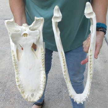  Real 17 inch Florida Alligator Skull