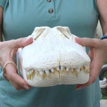  Real 16-1/2 inch A-Grade Florida Alligator Skull