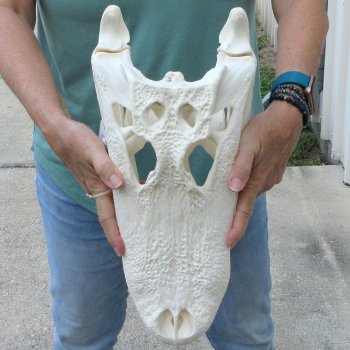  Real 16-1/2 inch A-Grade Florida Alligator Skull