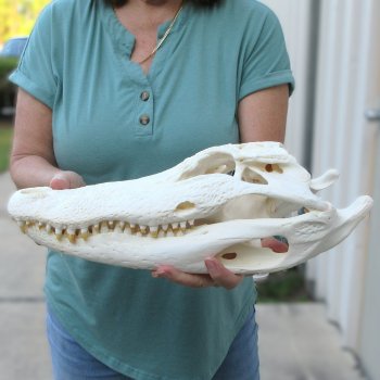  Real 16-1/2 inch A-Grade Florida Alligator Skull
