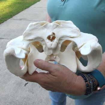  Real 16-1/2 inch A-Grade Florida Alligator Skull