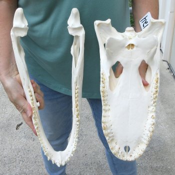  Real 16-1/2 inch A-Grade Florida Alligator Skull