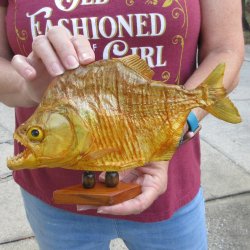 10" Dried Piranha Fish 