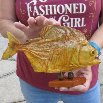 10" Dried Piranha Fish 