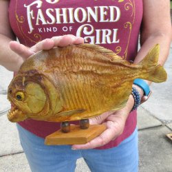 10" Dried Piranha Fish 