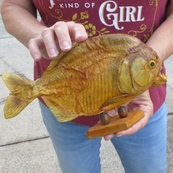 10" Dried Piranha Fish 