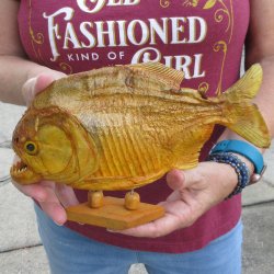 10" Dried Piranha Fish 