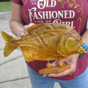 10" Dried Piranha Fish 